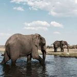 Why Botswana is the perfect luxury safari experience