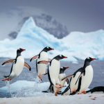 Solo explorations of the Arctic and Antarctic with Quark Expeditions